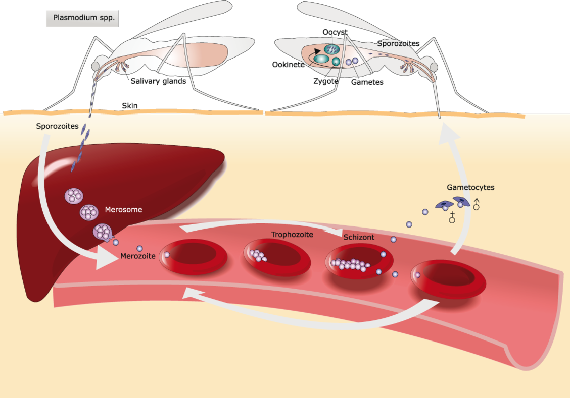 malaria case study slideshare